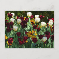 Maroon et Tulipes Jaunes Florales colorées