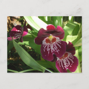 Carte Postale Maroon Orchids II