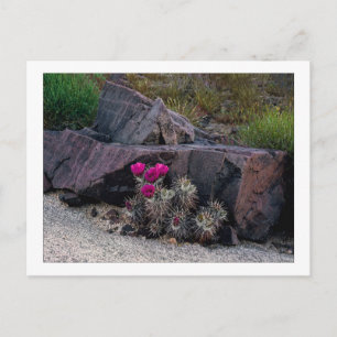 Carte Postale " Marooned On A Bloom "