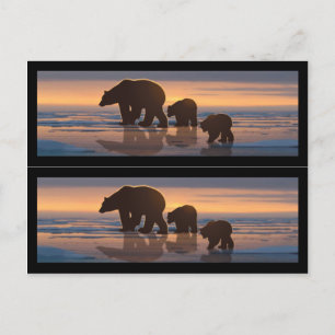 Carte Postale Marqueurs de livres de la famille des ours polaire