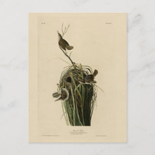 Carte Postale Marsh Wren du blog Audubon's Birds of America