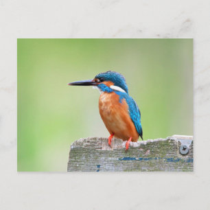 Carte Postale Martin-pêcheur