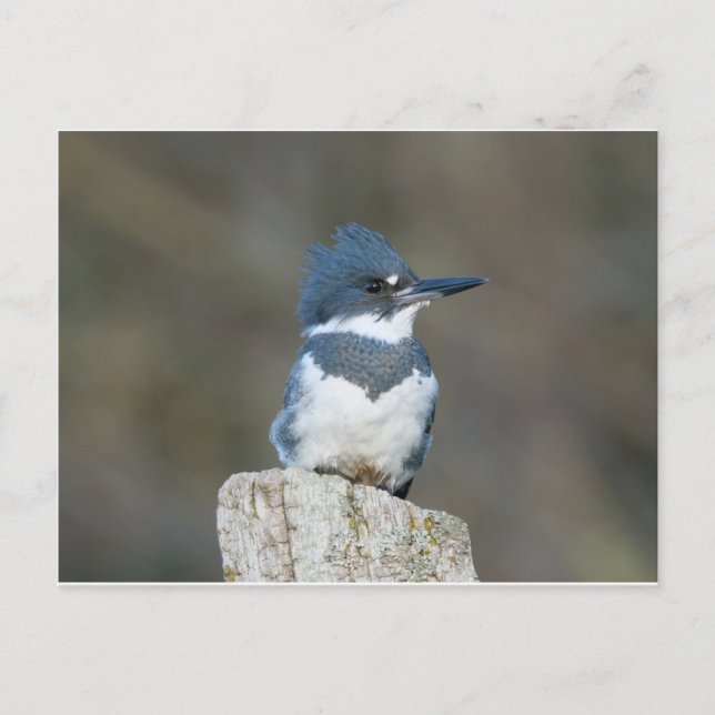Carte Postale Martin-pêcheur (Devant)