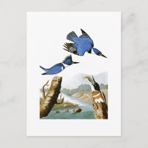 Carte Postale Martin-pêcheur à la ceinture John Audubon Oiseaux 