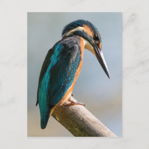 Carte Postale Martin pêcheur commun