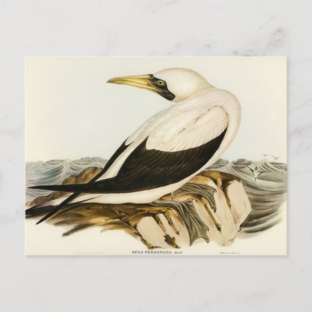 Carte Postale Masqué Gannet par Elizabeth Gould (Devant)