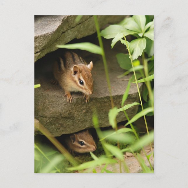 Carte Postale Masquer et chercher bébé Chipmunk frères et soeurs (Devant)