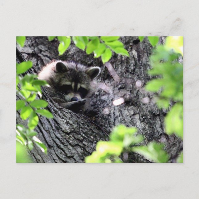 Carte Postale Masquer Raccoon (Devant)