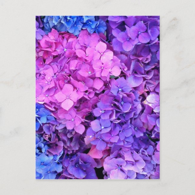 Carte Postale Massif bouquet d'hydrangées violettes et bleues (Devant)