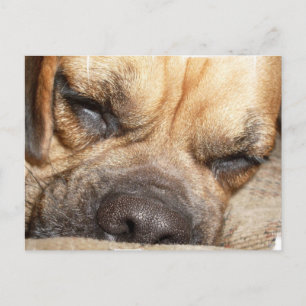 Carte postale Mastiff
