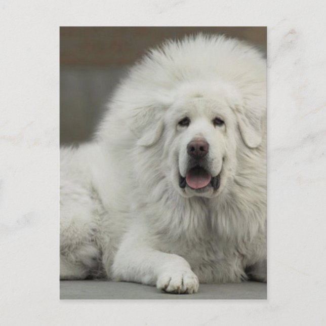 Carte Postale Mastiff Tibétain blanc cool (Devant)