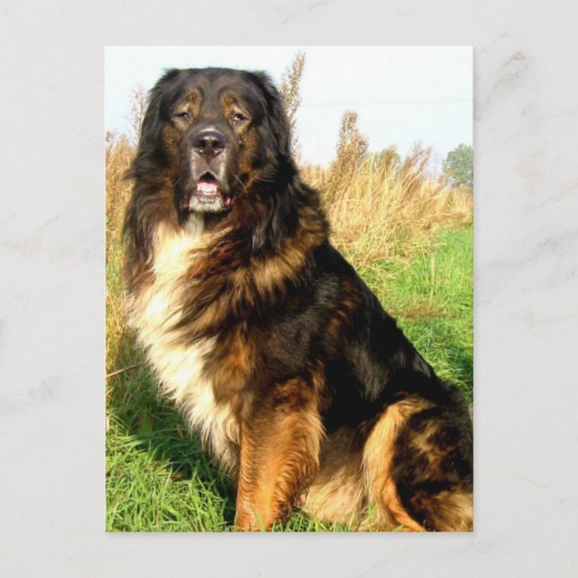 Carte postale Mastiff tibétaine (Devant)