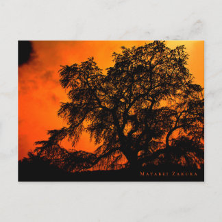 Carte Postale Matabei-Zakura: Weeping Cherry Tree ポストカード