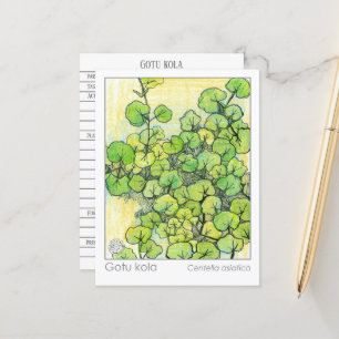 Carte Postale Materia Medica Gotu Kola Plante Herbal Study Card