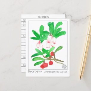 Carte Postale Materia Medica Herbal Study Card Bearberry