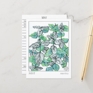 Carte Postale Materia Medica Mint Tea Plante Herbal Study Card