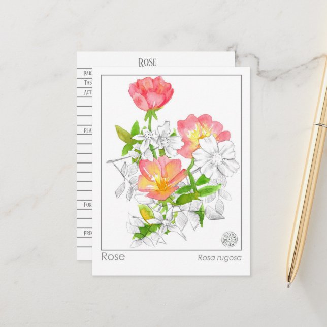 Carte Postale Materia Medica Rose Flower Plante Herbal Study Car (Devant/Arrière en situation)