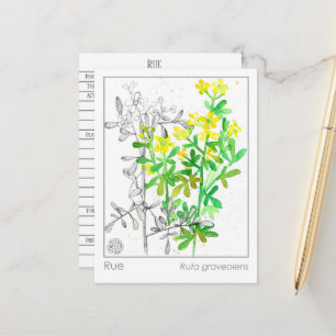 Carte Postale Materia Medica Rue Plante Herbal Study Card