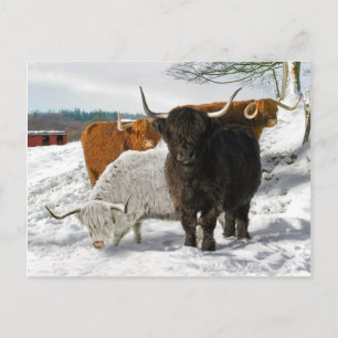 Carte Postale "Matin de neige froide"