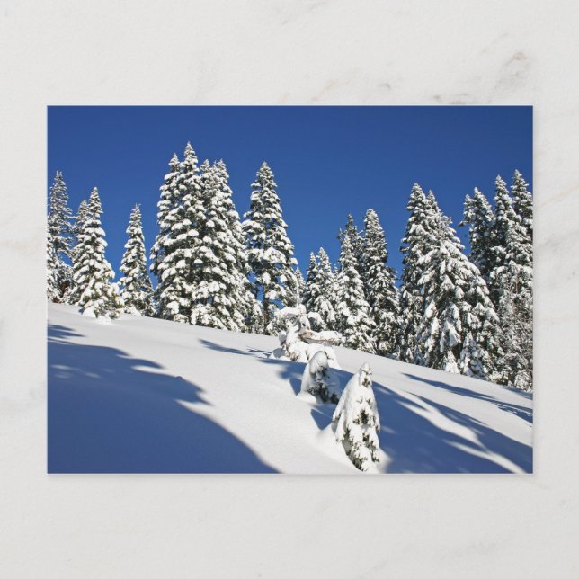 Carte Postale Matin de poudre, prairies alpines... (Devant)
