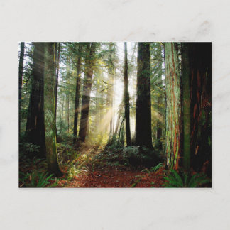 Carte Postale Matin de Redwood