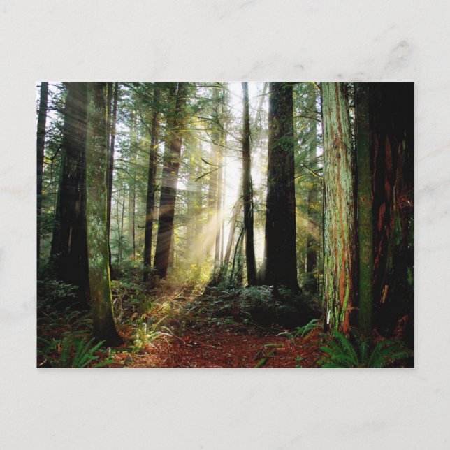 Carte Postale Matin de Redwood (Devant)
