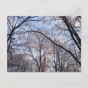 Carte Postale Matin d'hiver II Paysage naturel