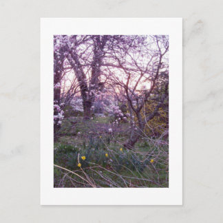 Carte Postale Matin du printemps