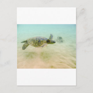 Carte Postale Maui Hi Beach Turtle 2014