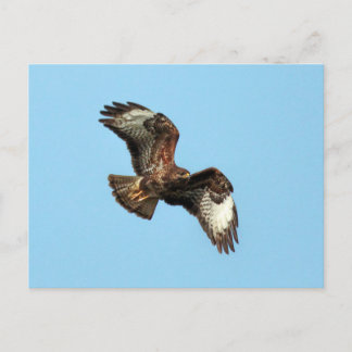 Carte Postale Mäusebussard sauvage (Buzzard commun ; Buteo buteo