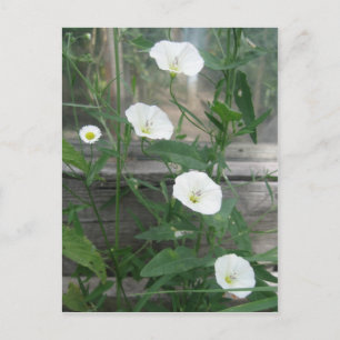 Carte Postale Mauvaise herbe blanche
