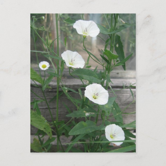 Carte Postale Mauvaise herbe blanche (Devant)