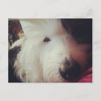 Carte Postale Mauvaise Journée des cheveux !