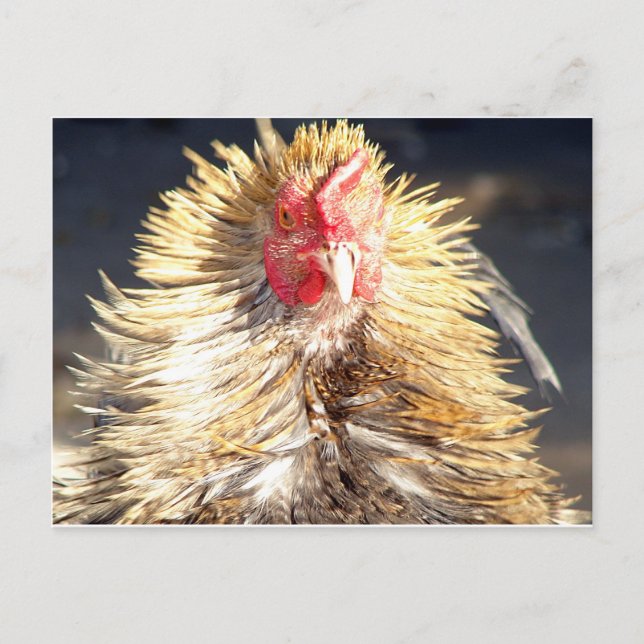 Carte Postale Mauvaise journée des cheveux (Devant)