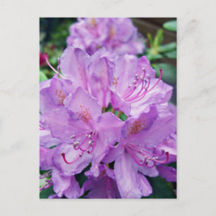 Carte Postale Mauve Rhododendron