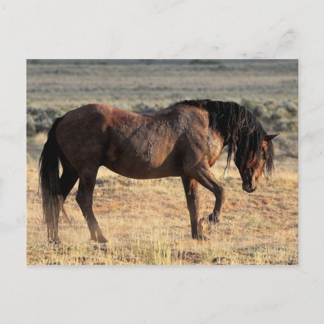 Carte Postale McCullough Peaks Cheaks sauvages (Devant)