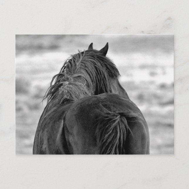 Carte Postale McCullough Peaks Cheaks sauvages (Devant)