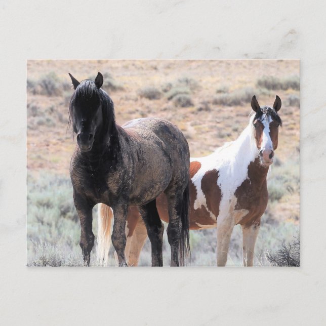Carte Postale McCullough Peaks Cheaks sauvages (Devant)