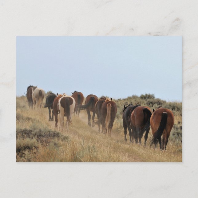 Carte Postale McCullough Peaks Cheaks sauvages (Devant)