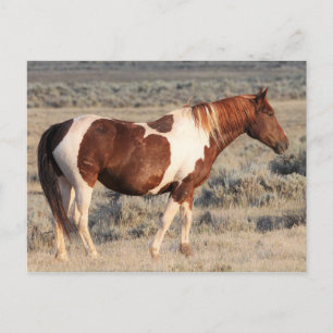 Carte Postale McCullough Peaks Cheaks sauvages