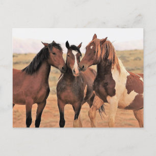 Carte Postale McCullough Peaks Cheaks sauvages