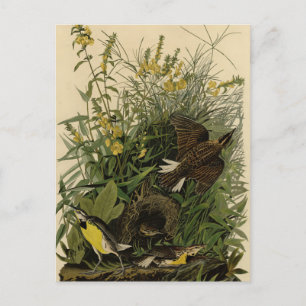 Carte Postale Meadow Lark from Audubon's Birds of America