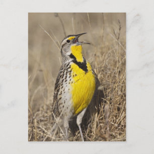 Carte Postale Meadowlark occidental (Strunella négligecta)
