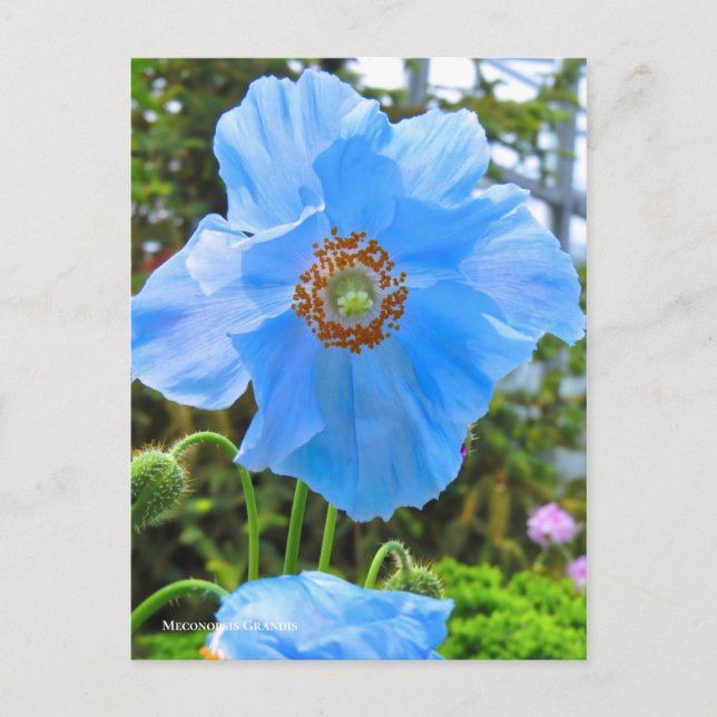 Carte Postale Meconopopsis grandis [Carte postale] ポ ー ド (Devant)