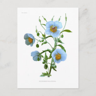 Carte Postale Méconopsis