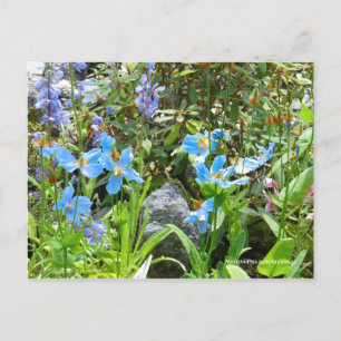 Carte Postale Meconopsis betonicifolia [Carte postale] ポ ー ド