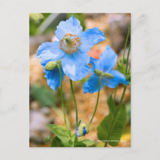 Carte Postale Meconopsis betonicifolia [Postcard] ポストカード