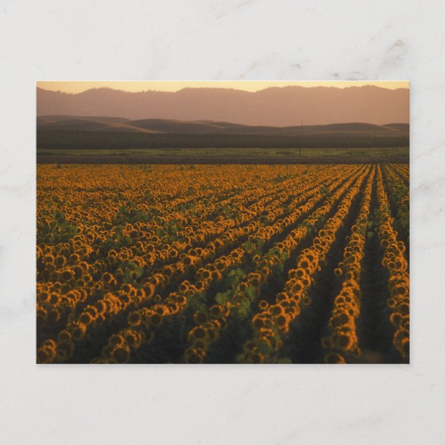 Carte Postale MeddockPhoto_PostCard_Art (Devant)