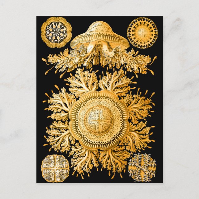 Carte Postale Méduse (Devant)