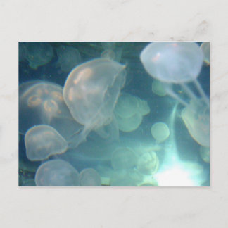 Carte Postale Méduse